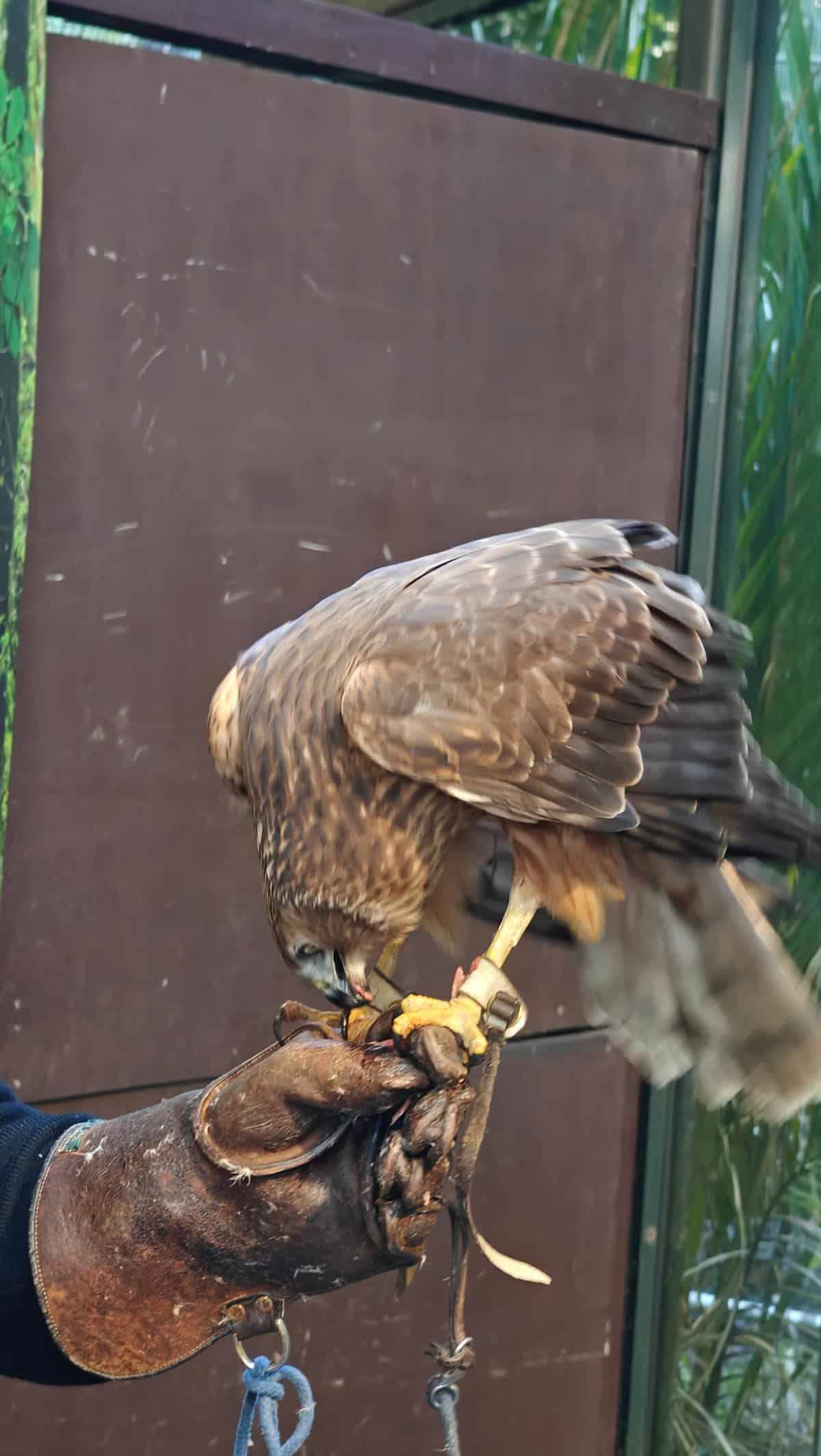 Raptor gripping the gloved fist