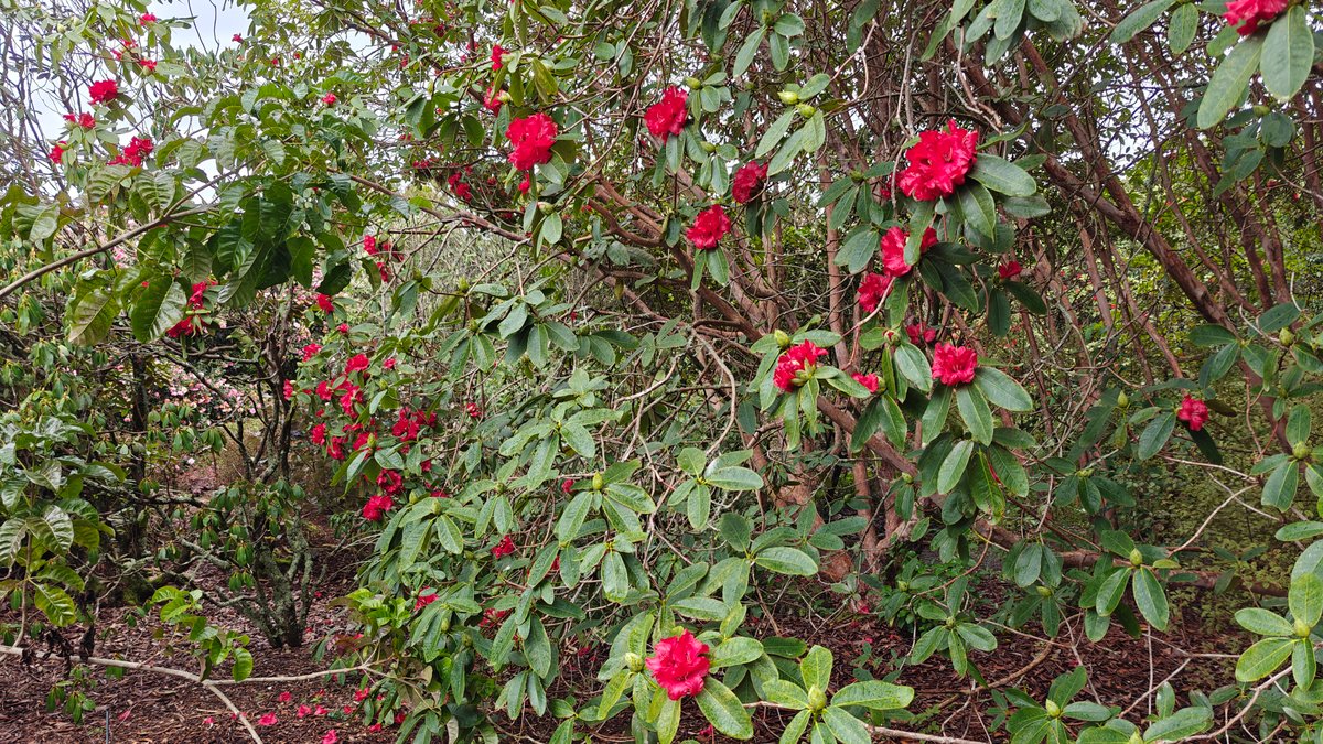 Red camellias in flower along the path edge.