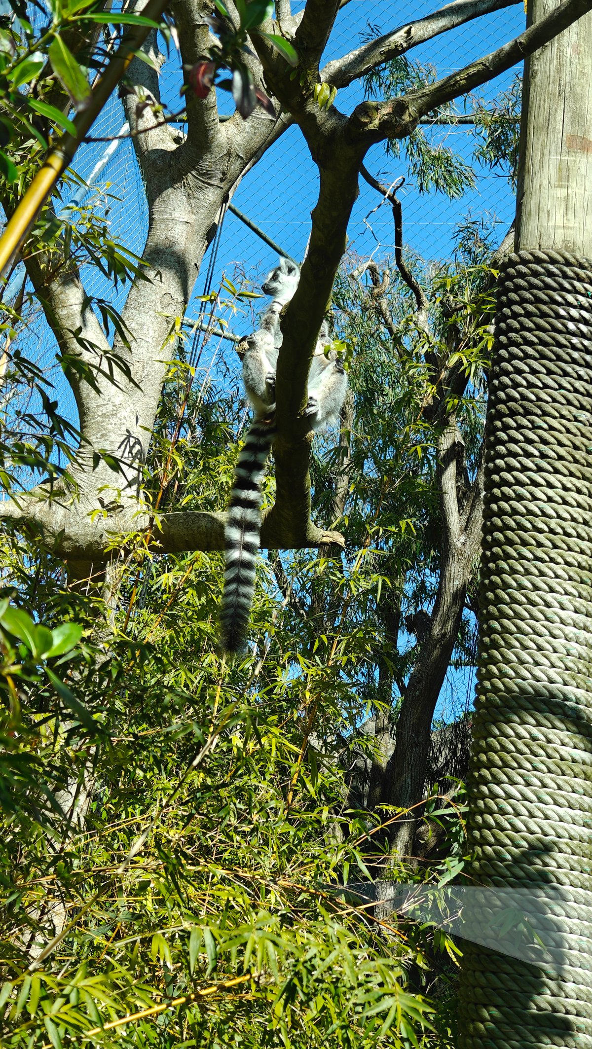 Red panda climbing a high branch