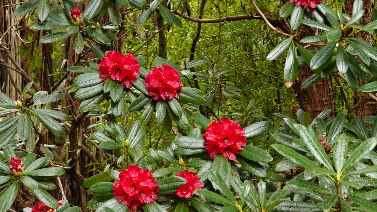 Red rhododendrons in the understorey
