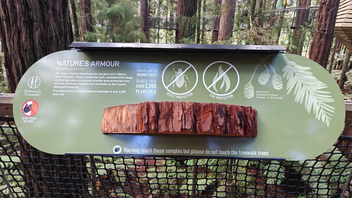 Redwood bark, nature's armour