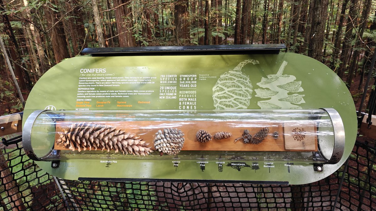 Redwood cones on display