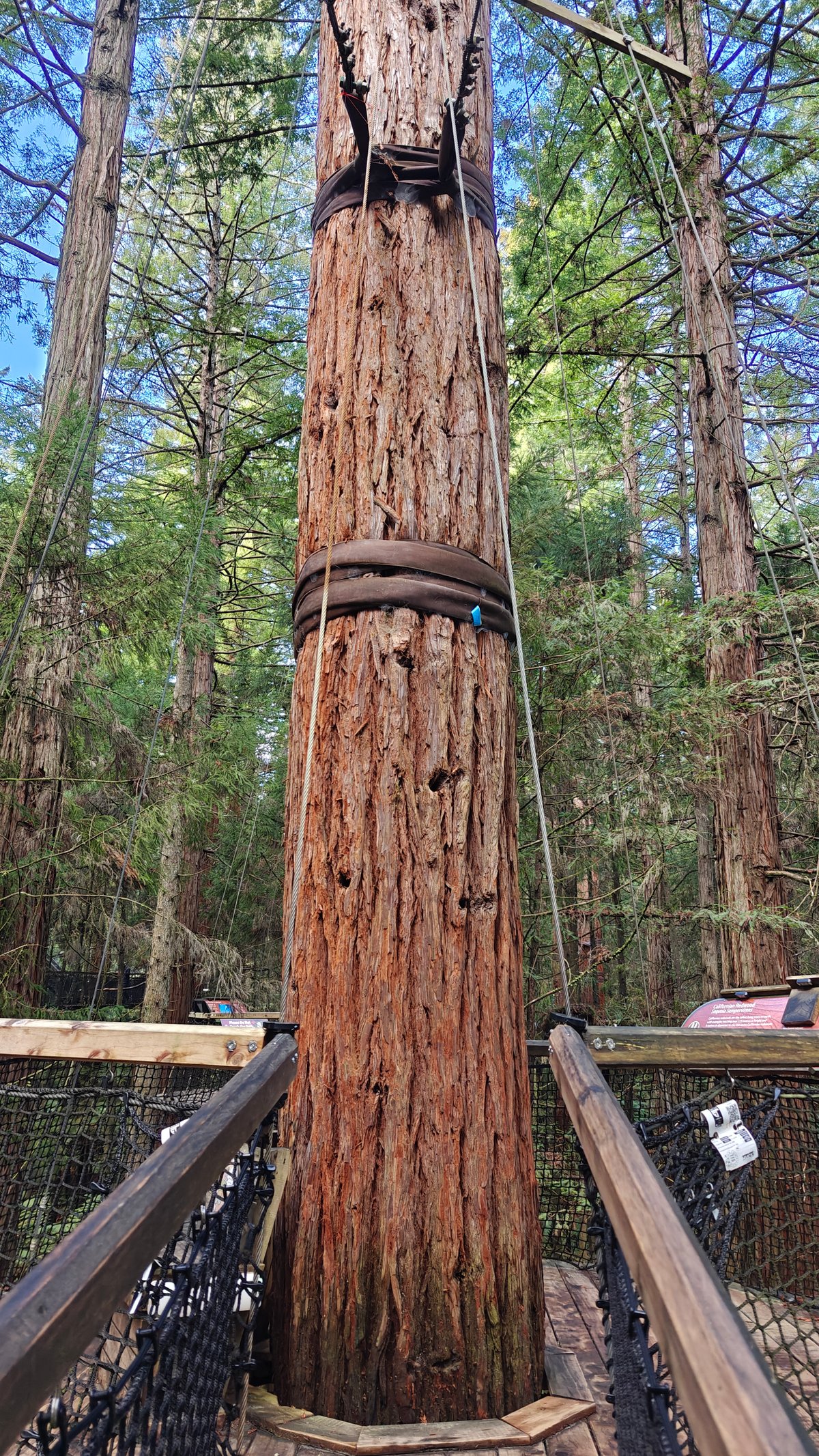 Redwood seen from the platform