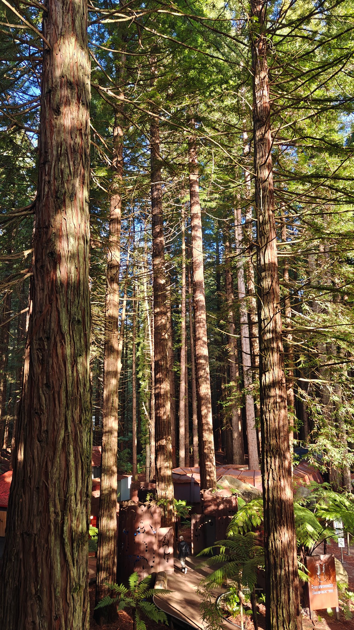 Redwood trunk in the forest