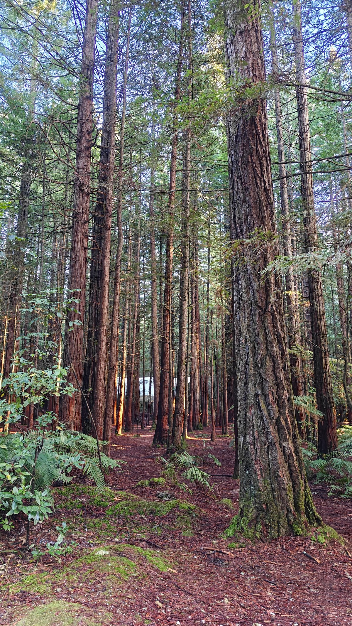 Redwoods rising from fern floor