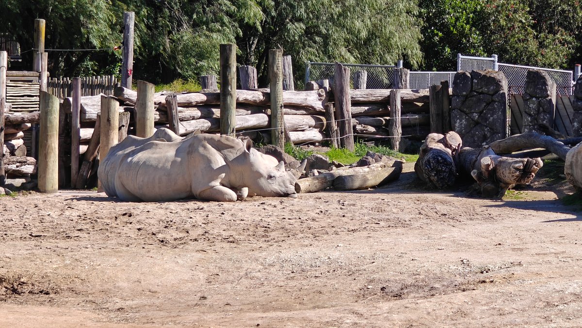 Rhinoceros lying in its yard