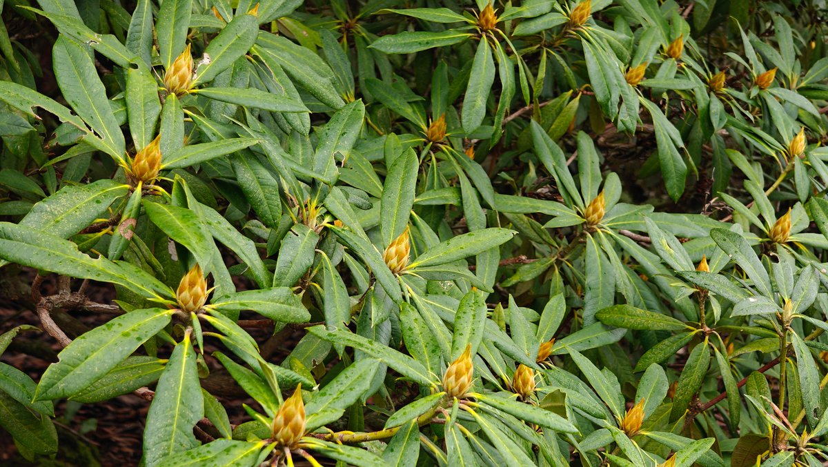 Rhododendron foliage with bronze new growth pushing through.