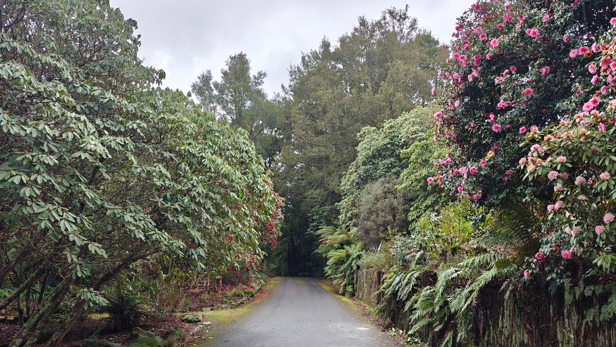 Rhododendrons lining the reserve road