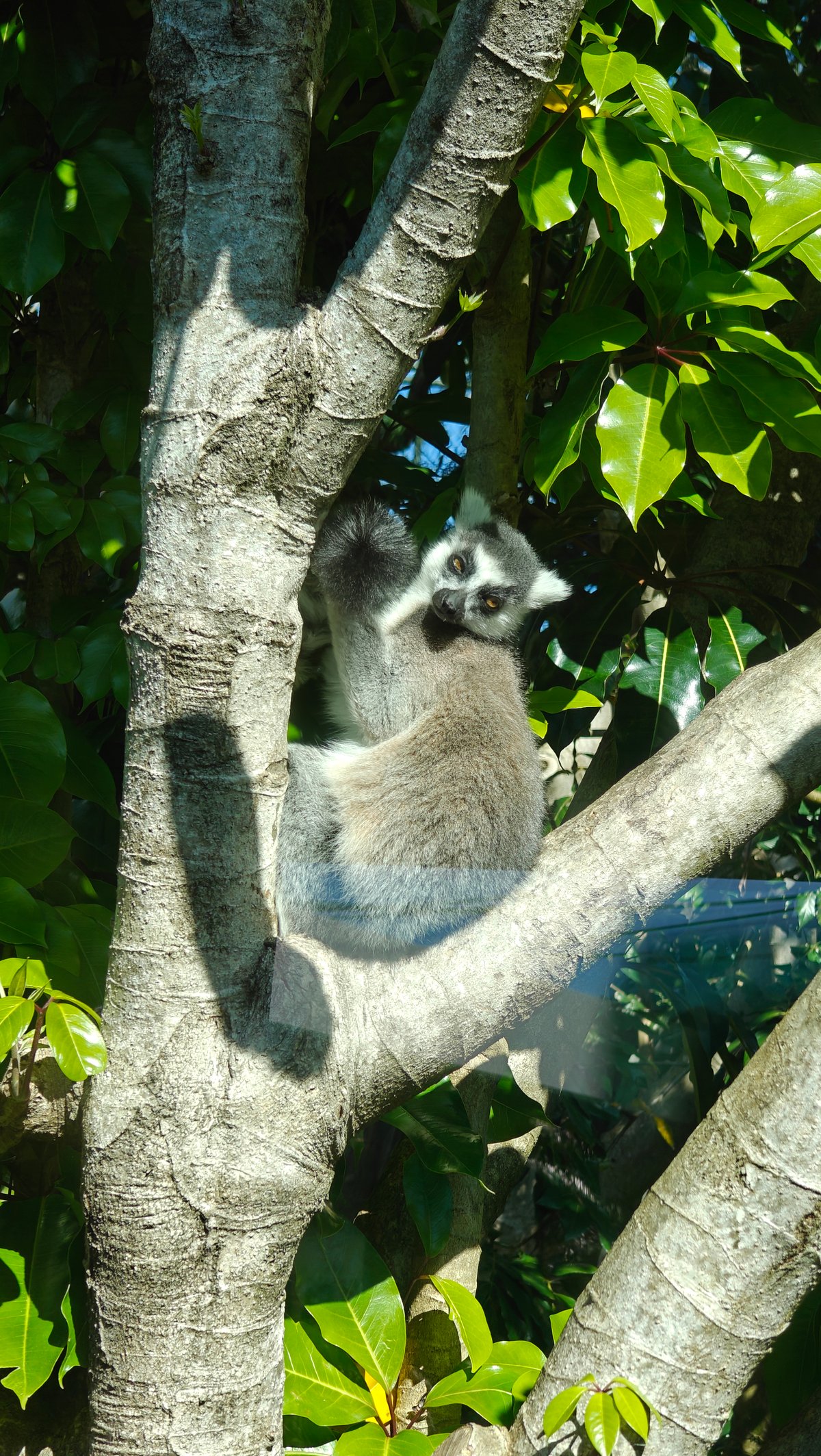 Ring-tailed lemur on a trunk