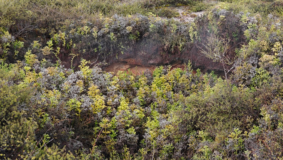 Scrub meeting steaming bare ground