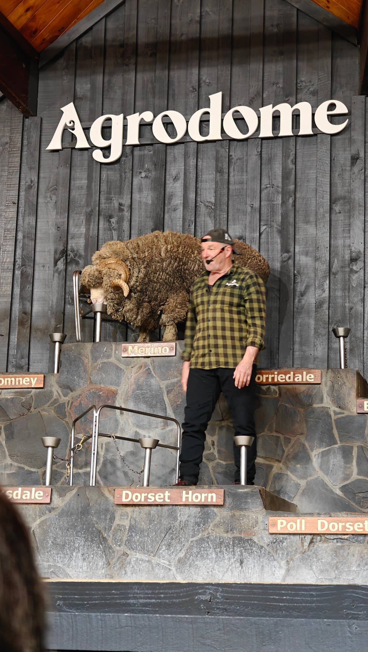Shearer beside ram on stage