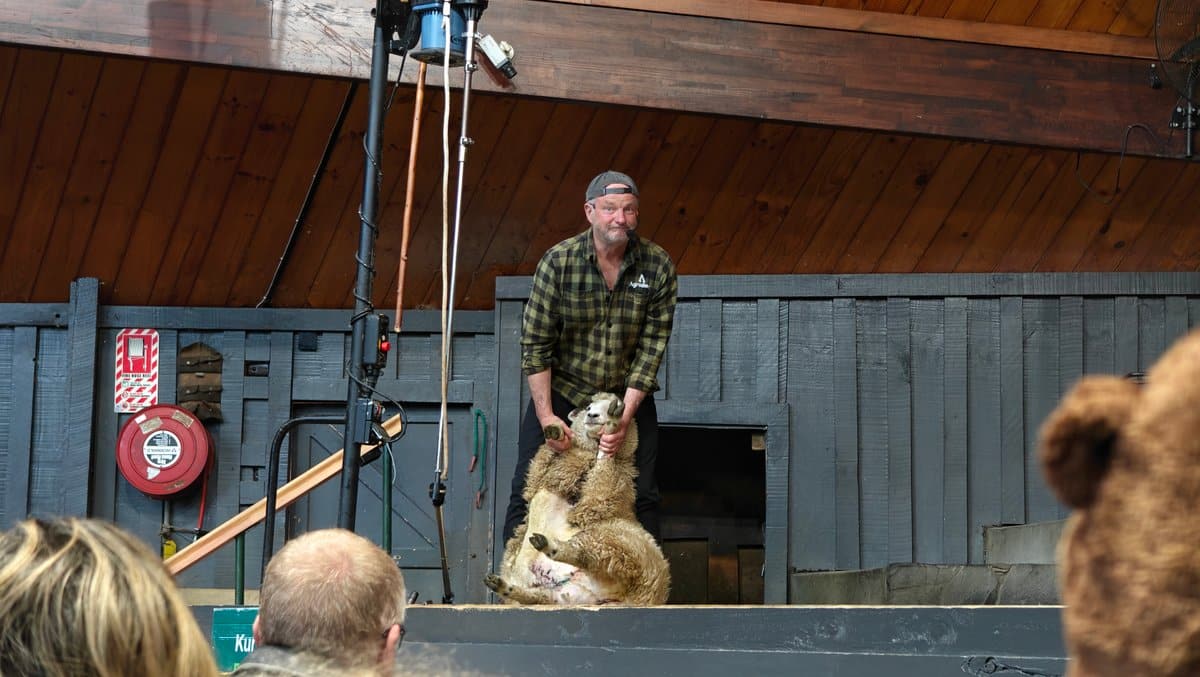 Shearer handling a sheep