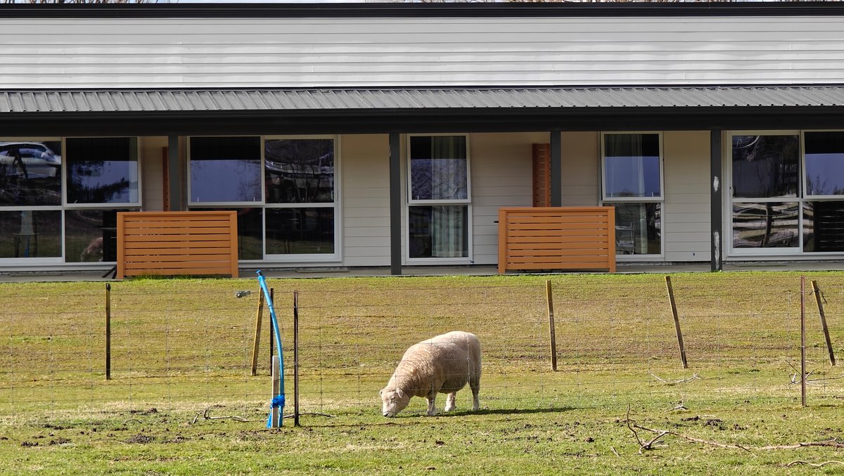 Sheep grazing in front of units