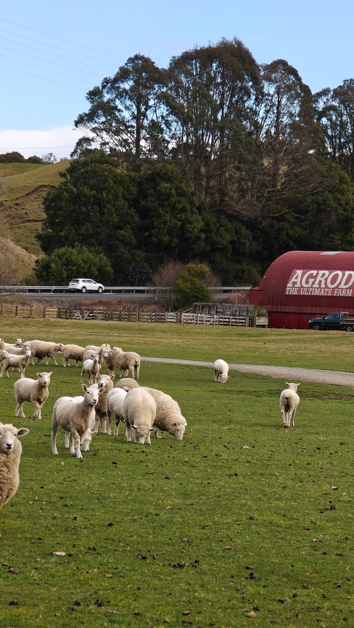 Sheep out on the paddock with the barn
