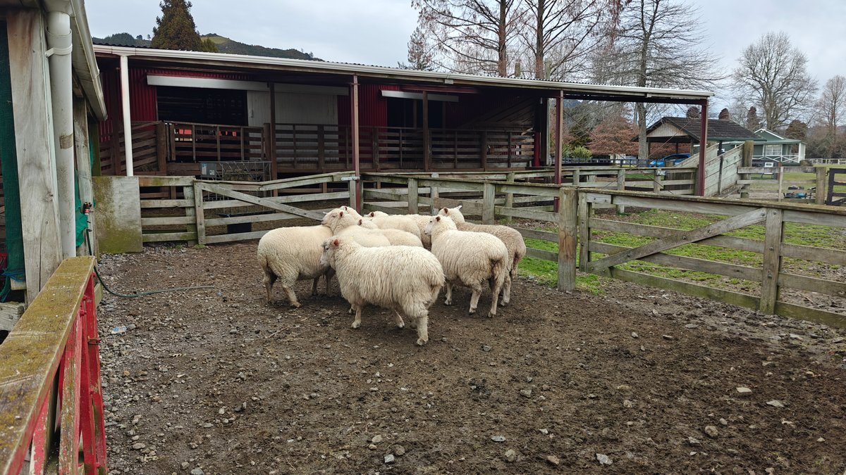 Sheep penned beside the barn