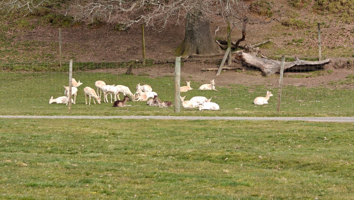 Sheep resting in tree shade
