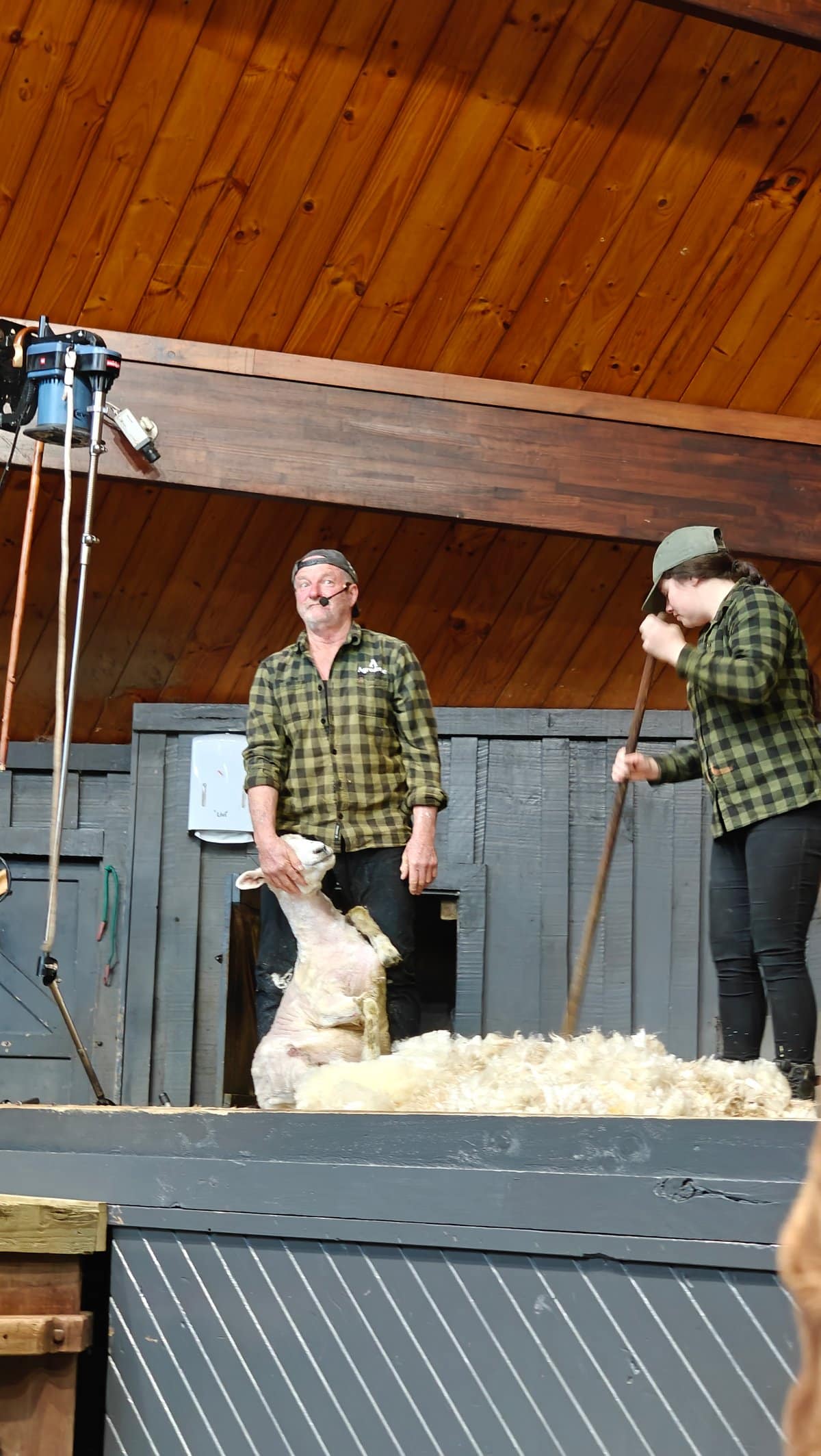 Shorn sheep and fleece on stage