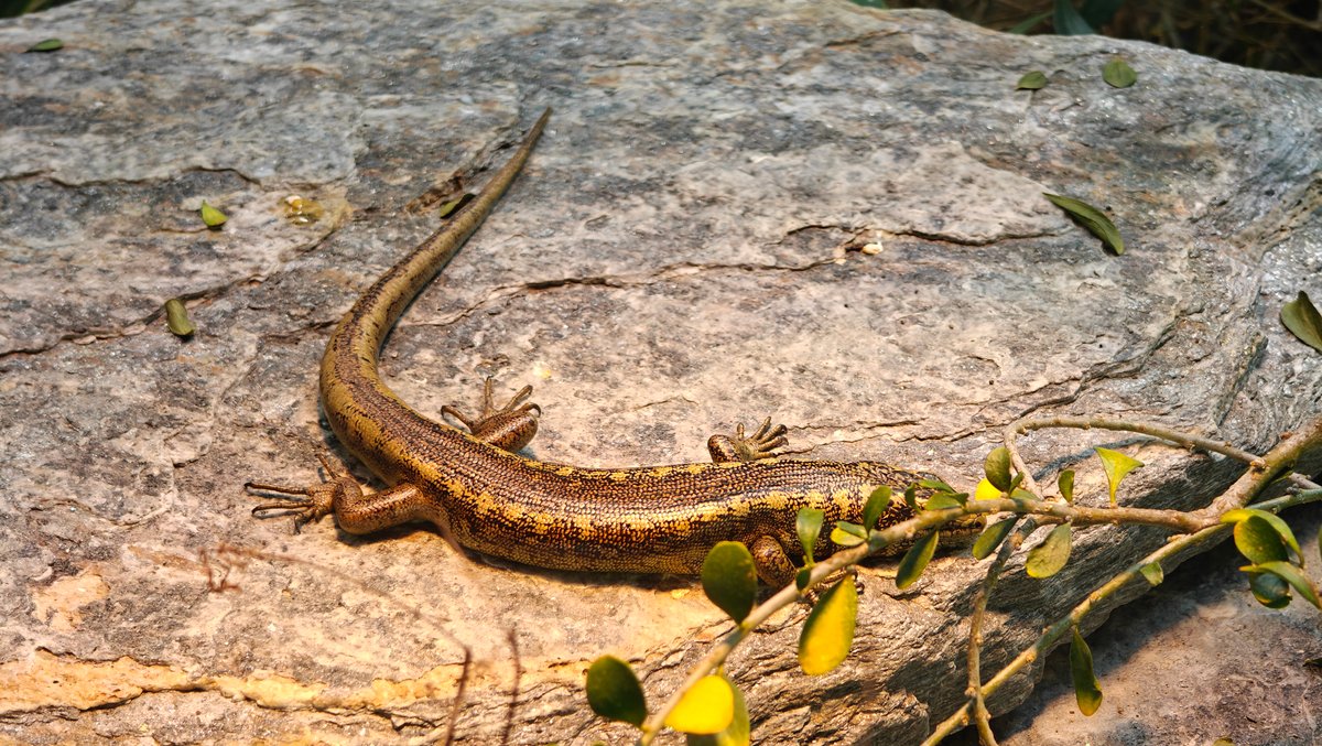 Skink basking on a rock