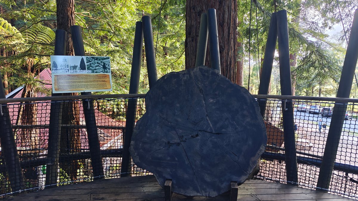 Slice of Rotorua's first redwood