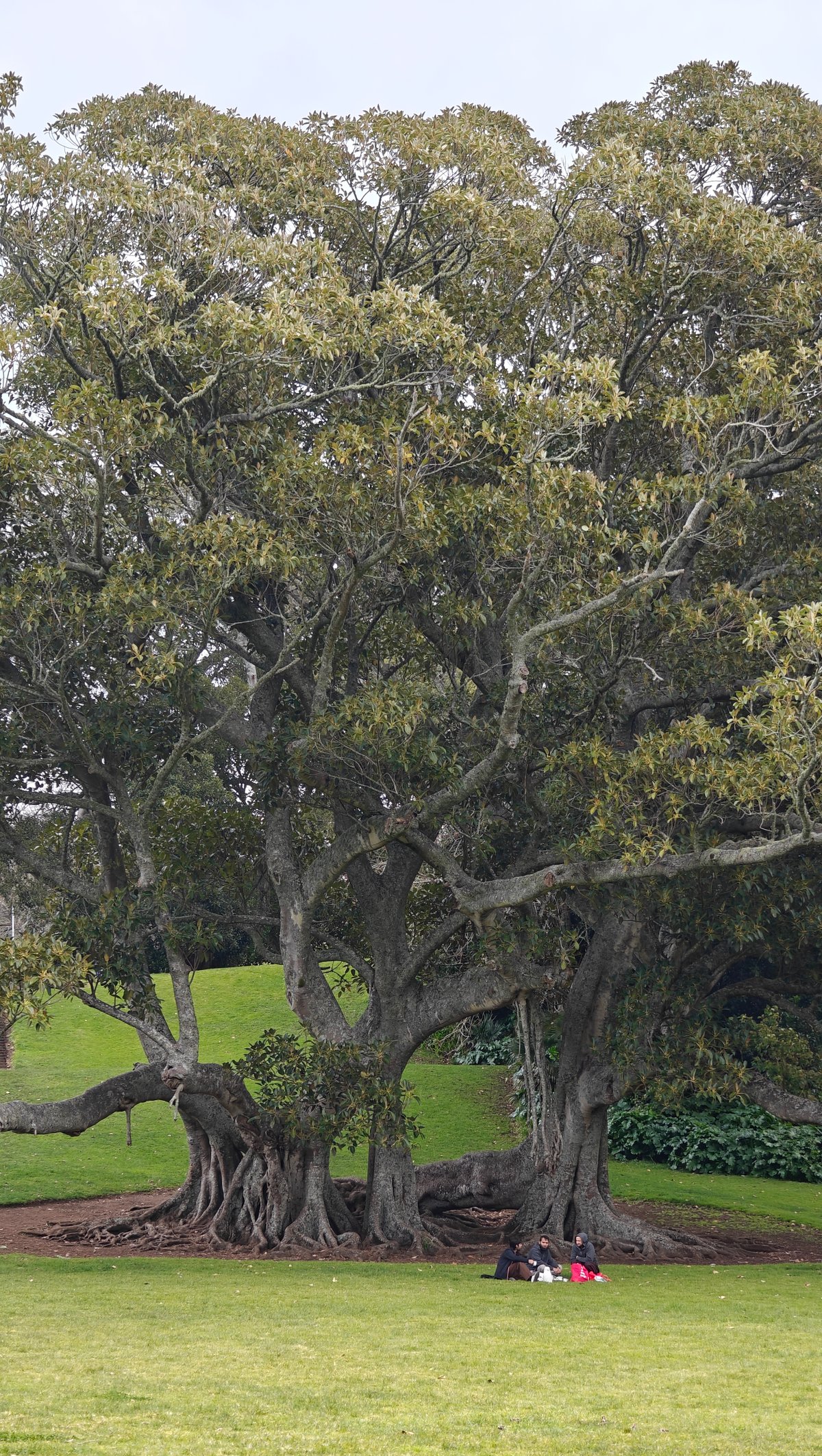 Spreading fig canopy over lawn