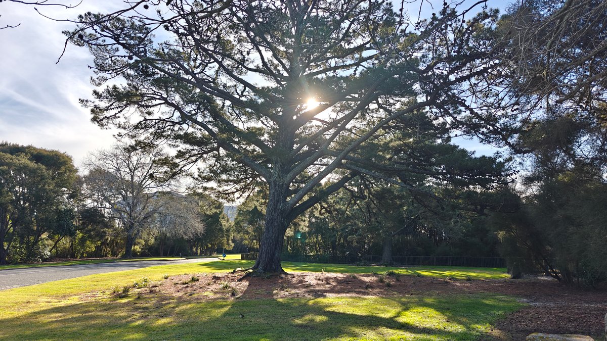 Spreading tree on the lawn
