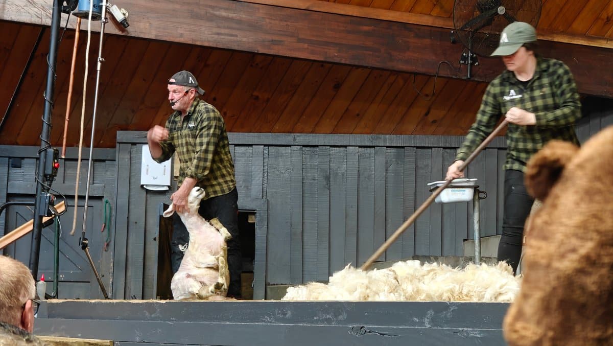 Staff spreading the shorn fleece