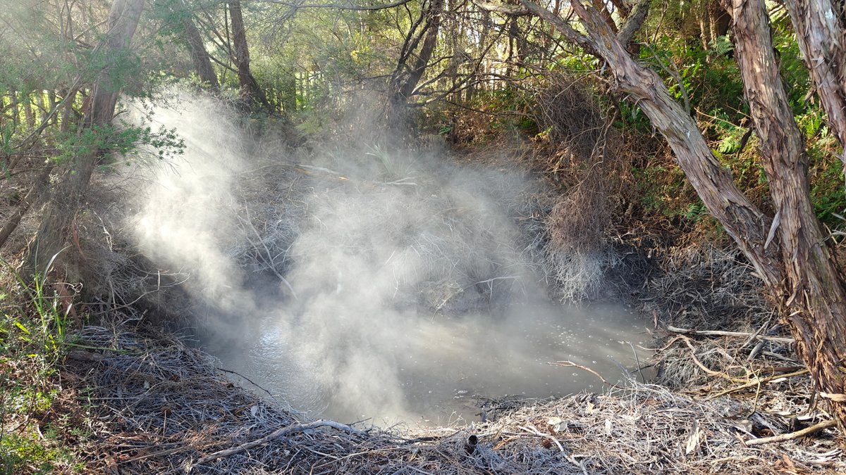Steam billowing from park vegetation