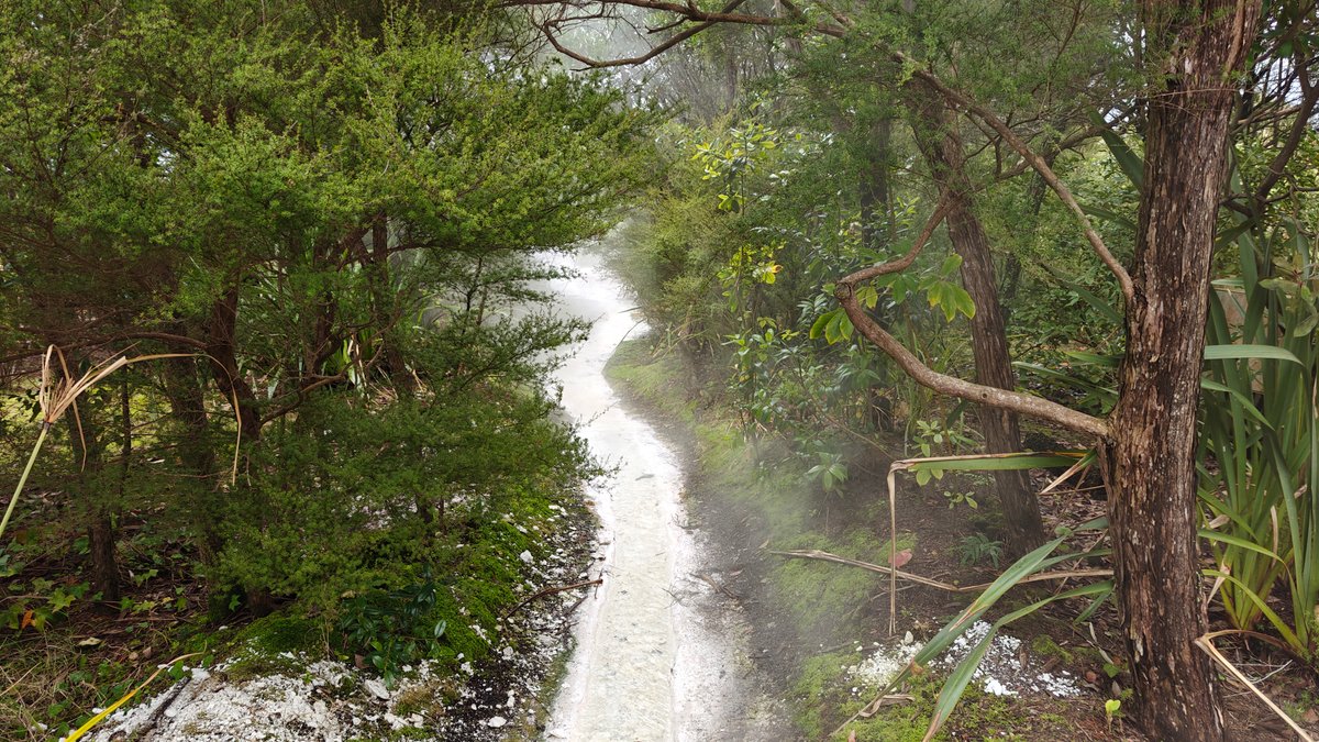 Steam drifting through the bush