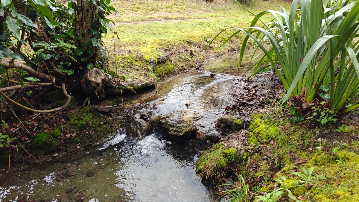 Stream cutting through flax bush