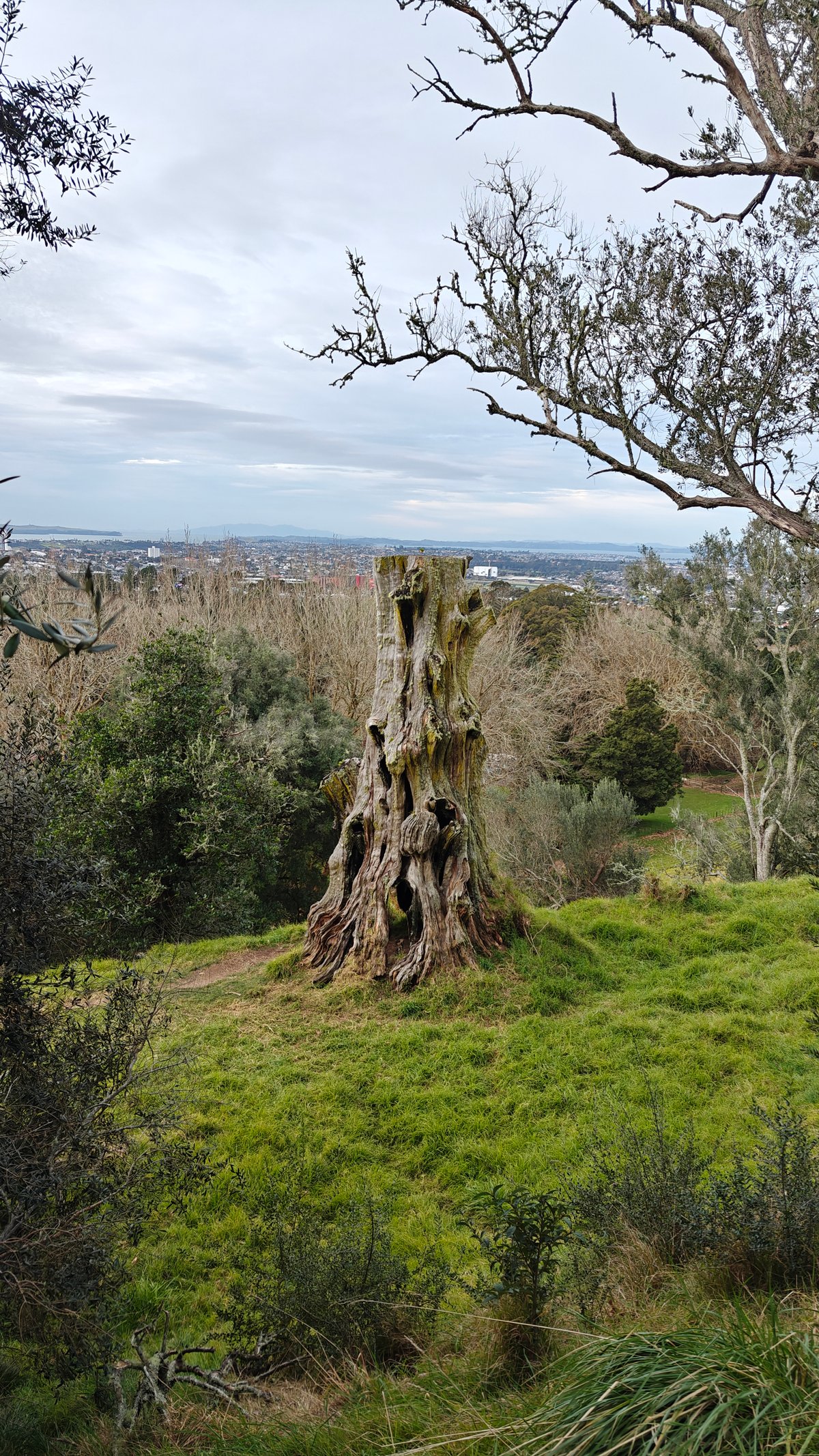Stump overlooking the Auckland cityscape