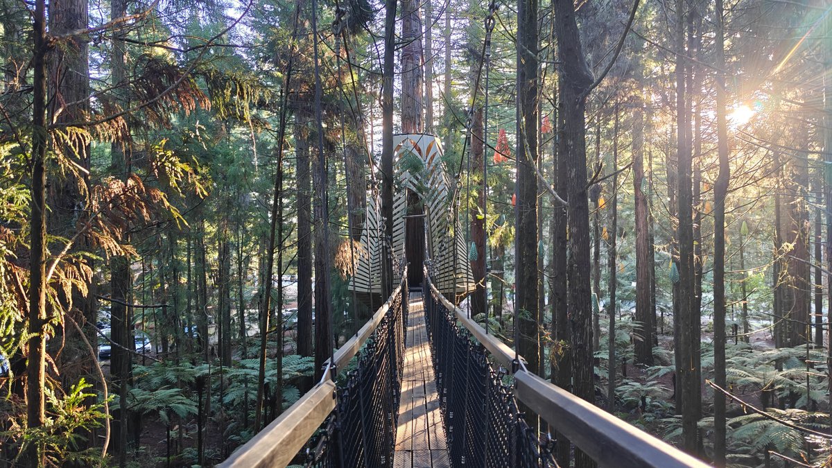 Sun flaring through the canopy