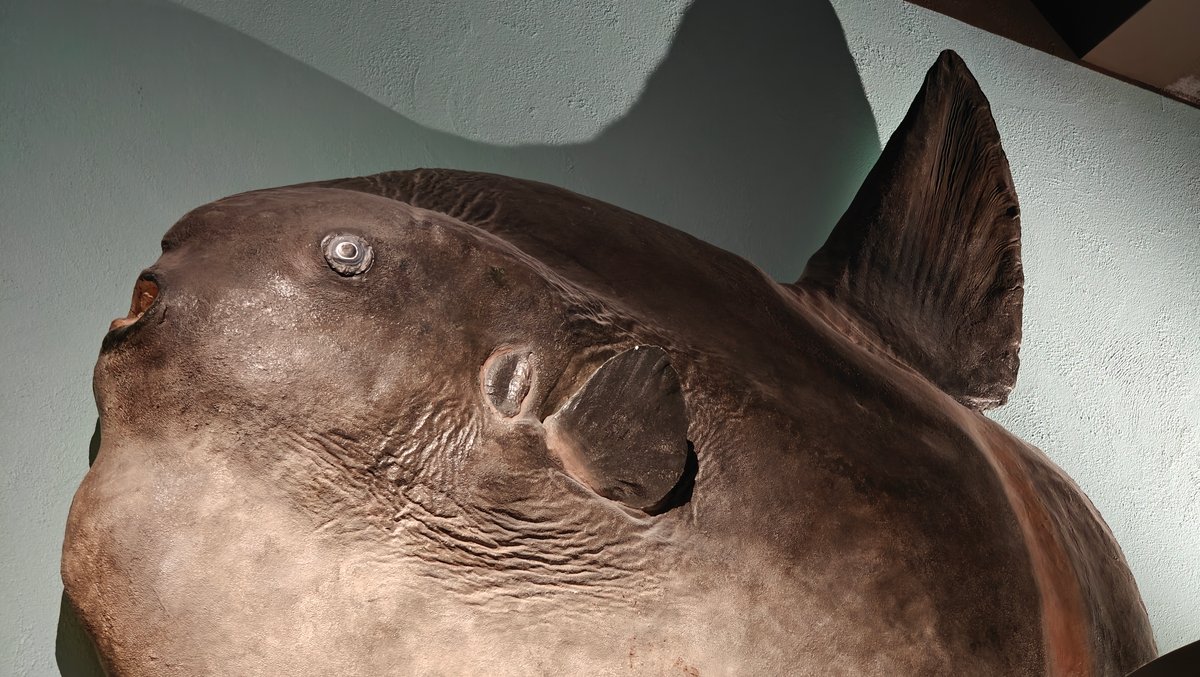 Sunfish specimen mounted high on wall
