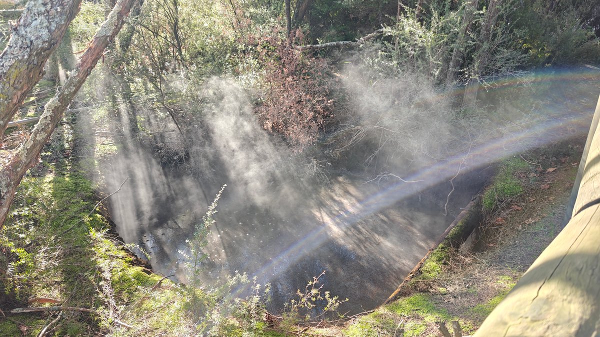 Sunlit steam through bare trees