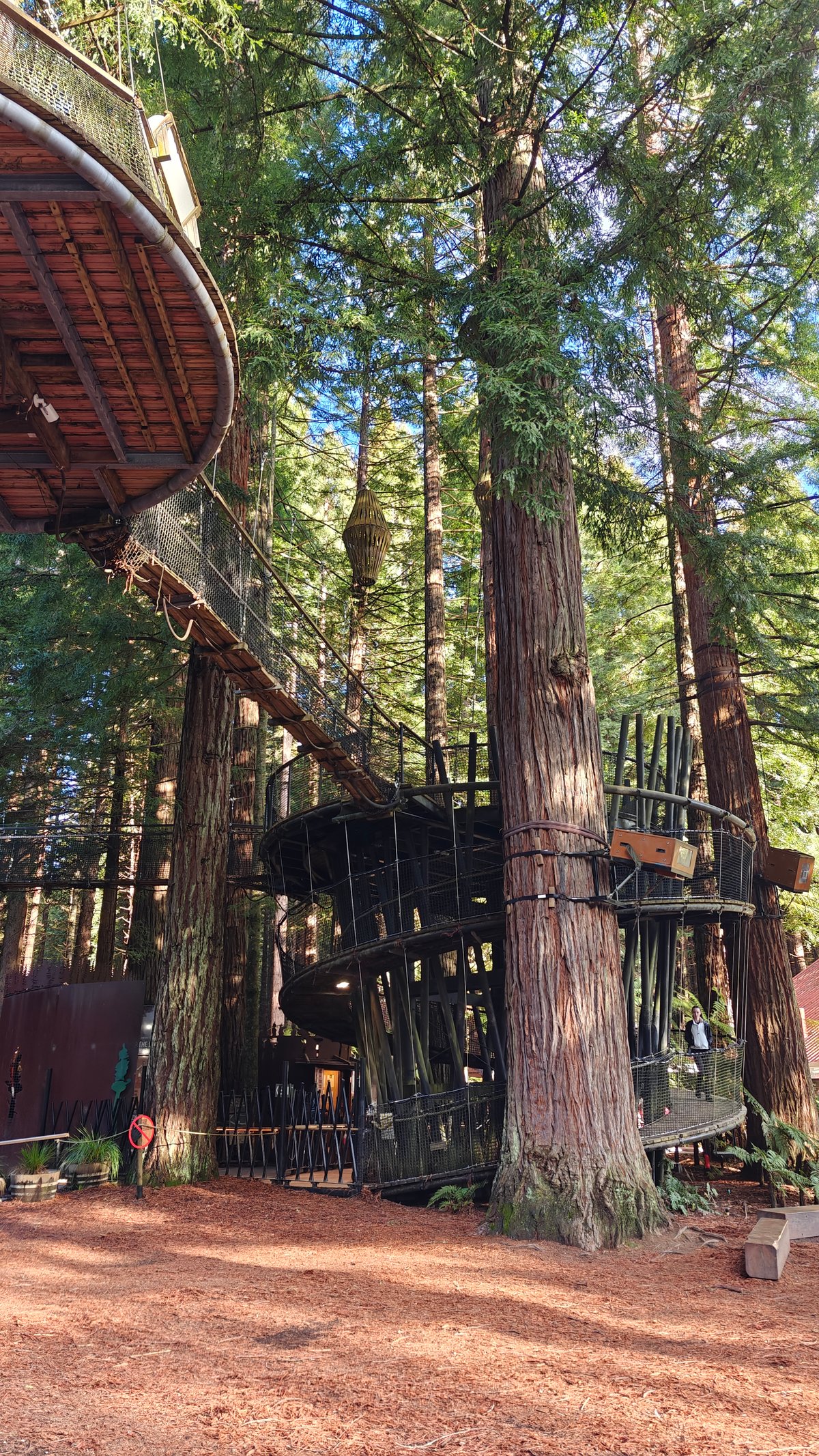 Suspension bridge between redwood trunks