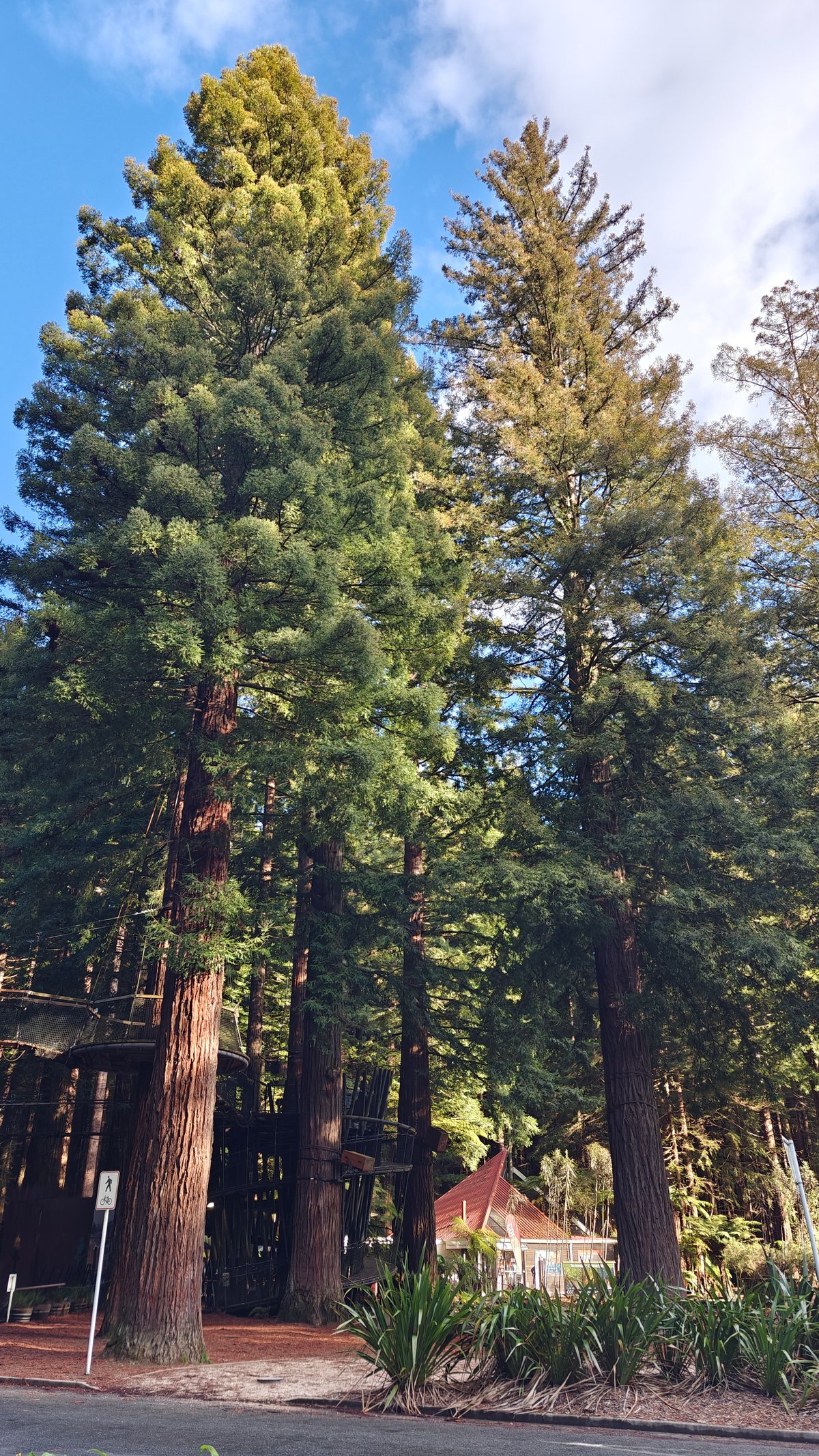 Tall redwood against blue sky