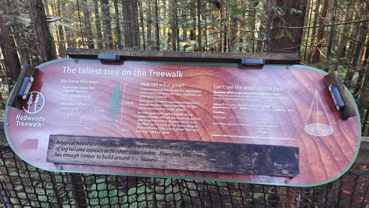 Tallest tree on the Treewalk