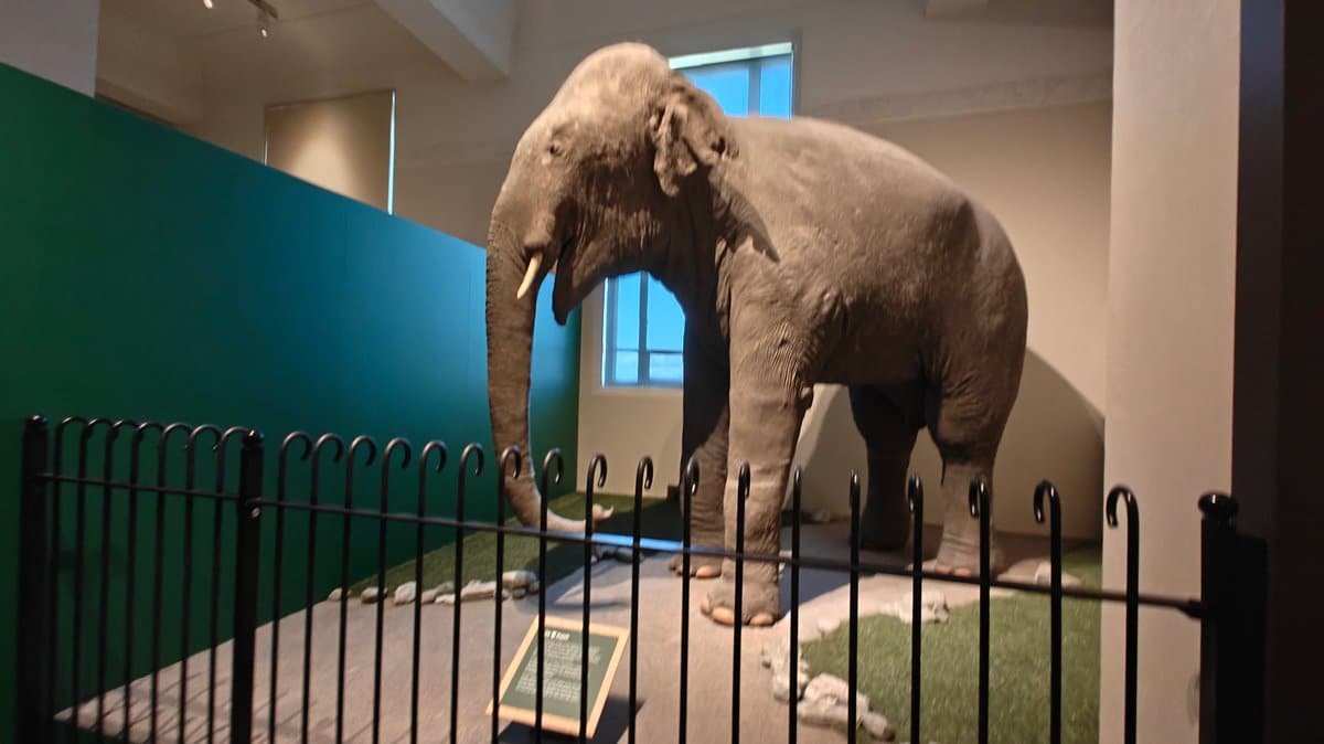 Taxidermy elephant Rajah behind a fence