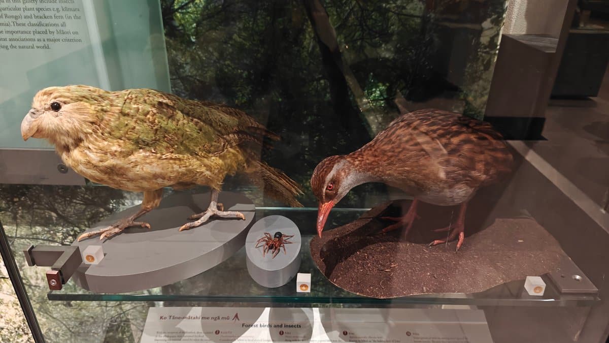 Taxidermy kākāpō and kiwi on plinth