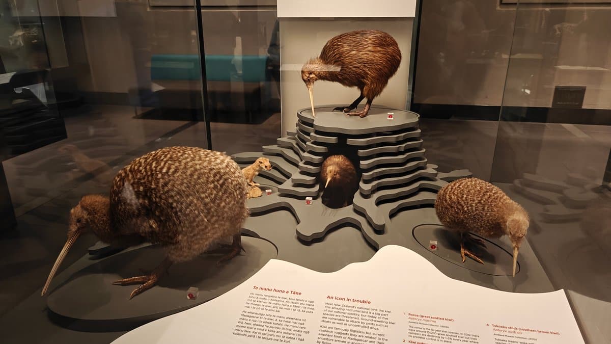 Taxidermy kiwi grouped on a plinth