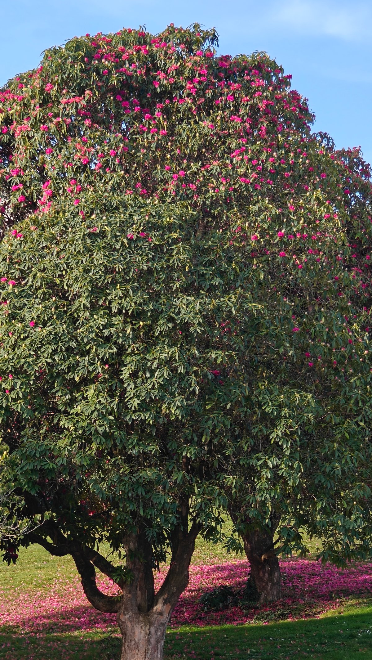 The camellia with the deep carpet of dropped