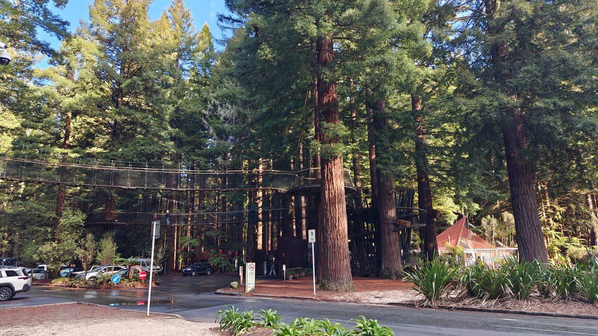 The car park set among the redwood trunks
