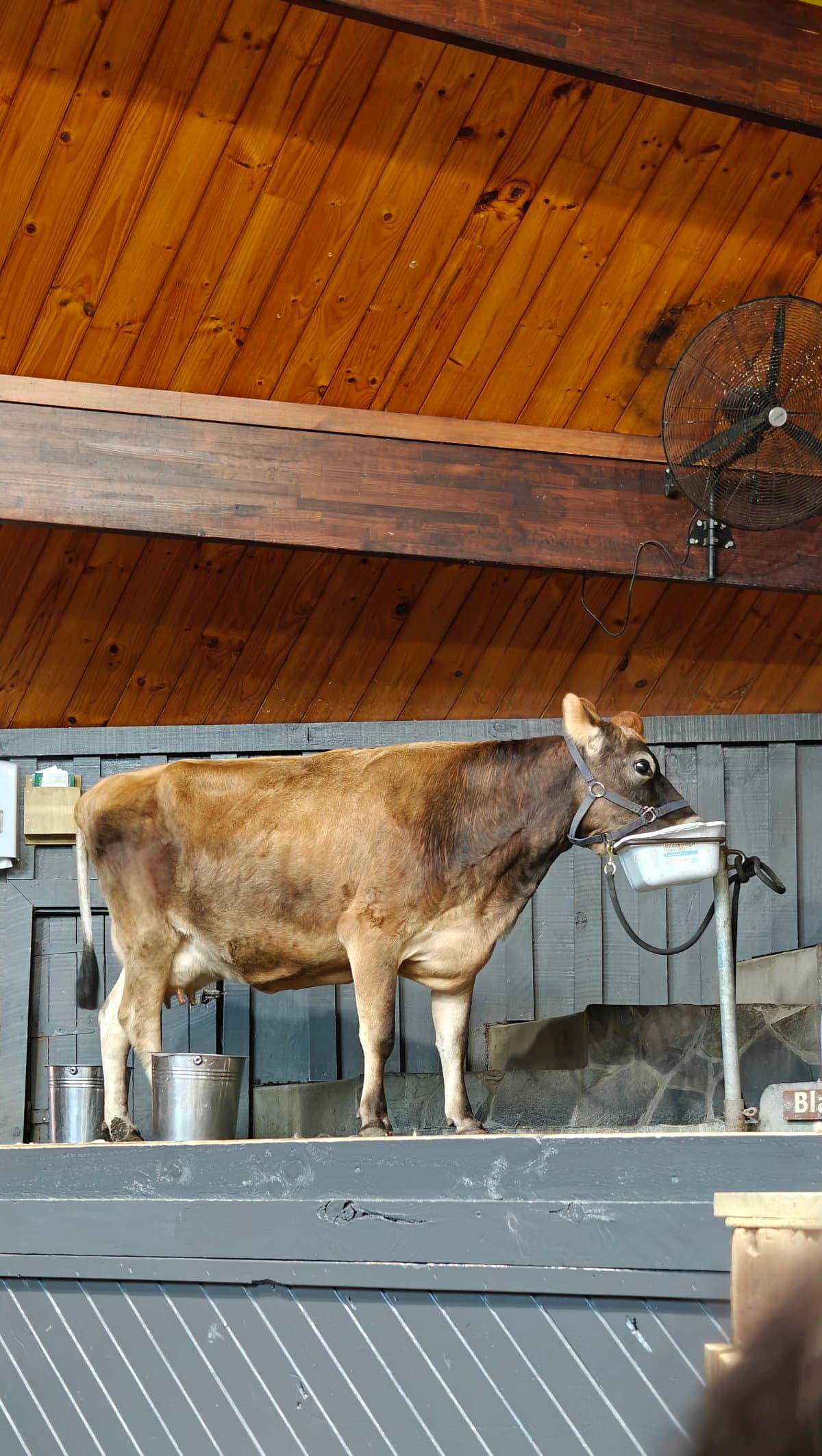 The cow standing on the stage with the