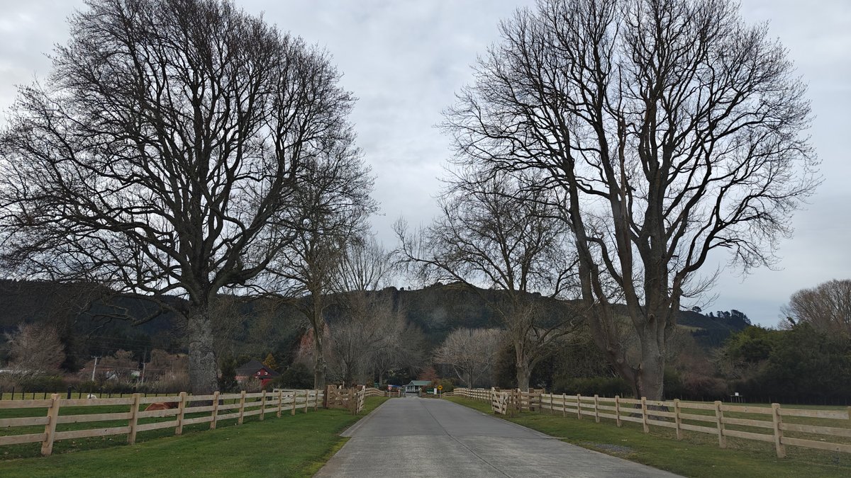 The driveway running in between bare trees and