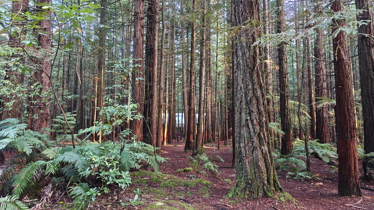The forest floor with ferns spreading between the