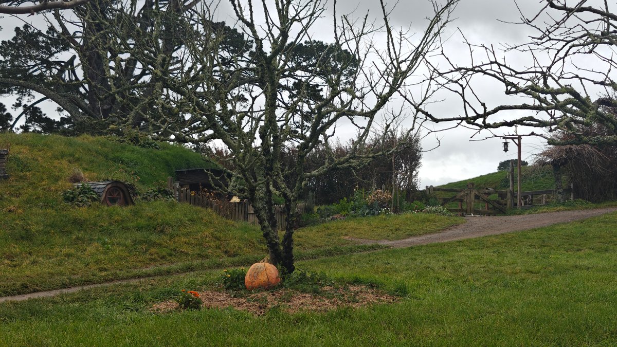 The green hillside with a pumpkin left in