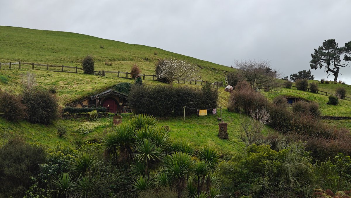 The hillside with hobbit holes among cabbage trees.