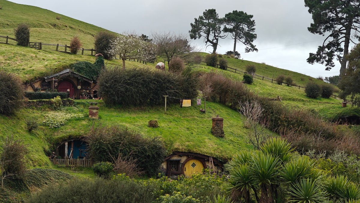 The hillside with hobbit holes and a pine