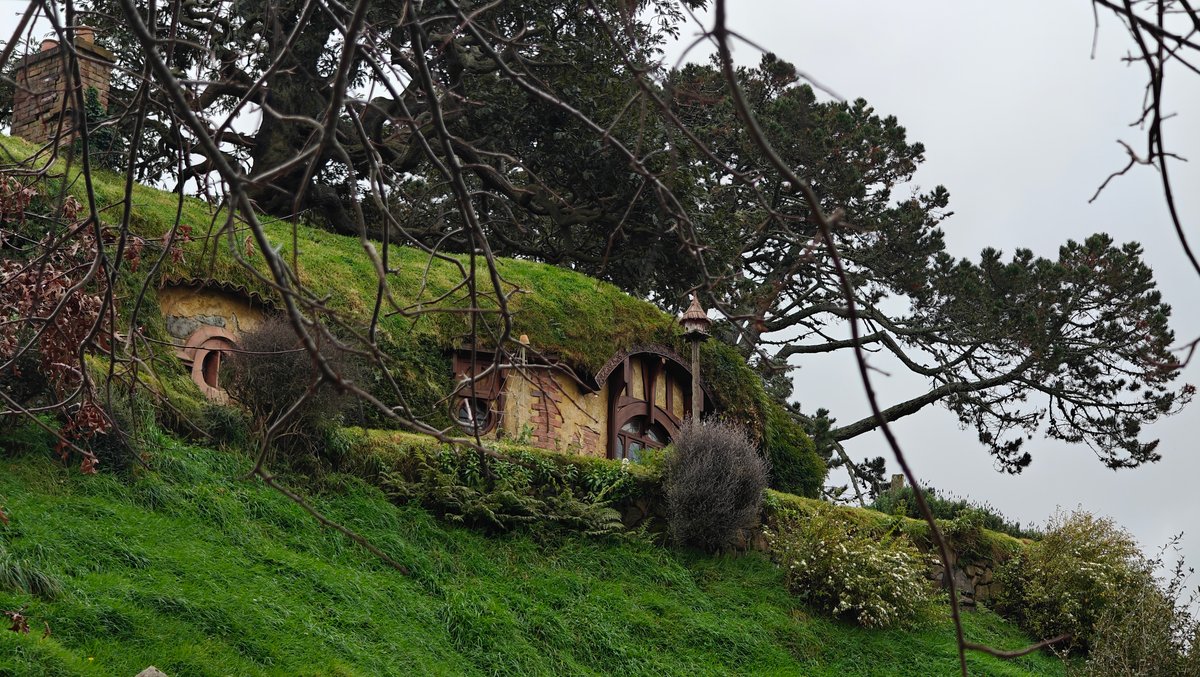 The hillside with hobbit holes and pines along