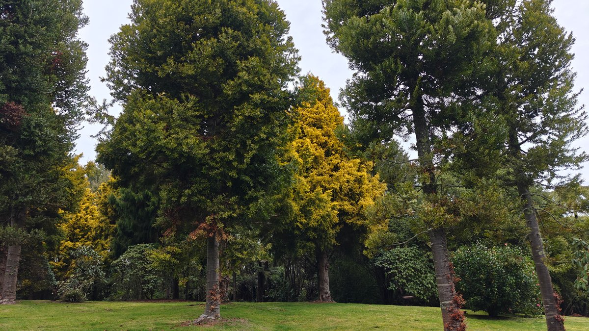 The lawn with conifers and a tree in