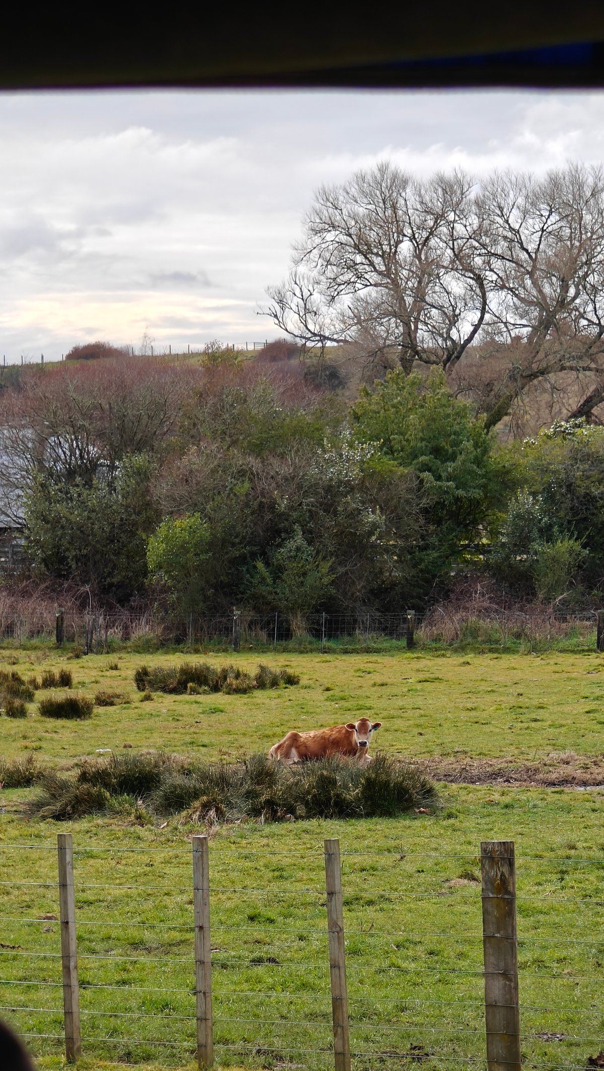 The paddock and bare trees from the tour